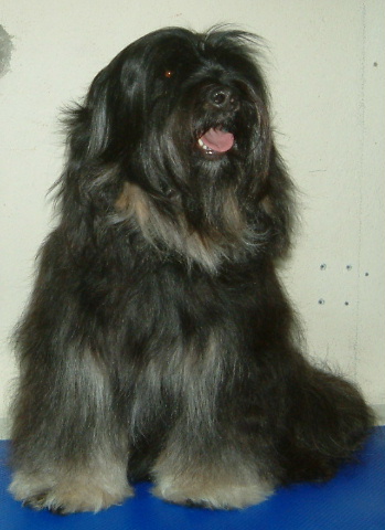 Nomechan Snowing shine norbu