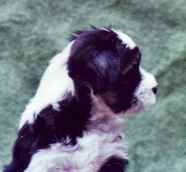 CH. Nomechan Rebecca'nook