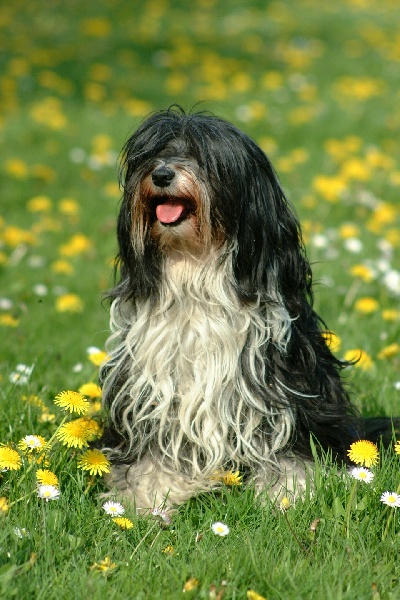 CH. Nomechan Romane'nook