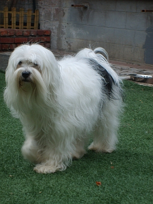 Nomechan Boëme Chen-Bho Lamleh