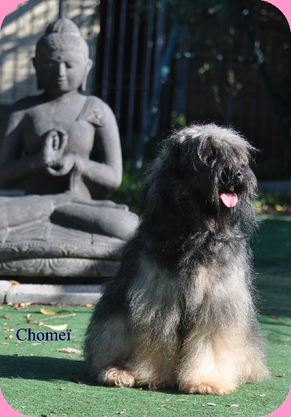 Nomechan Chomeï-of-gus