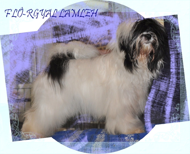 Nomechan F'lÔ-rgyal-lamleh