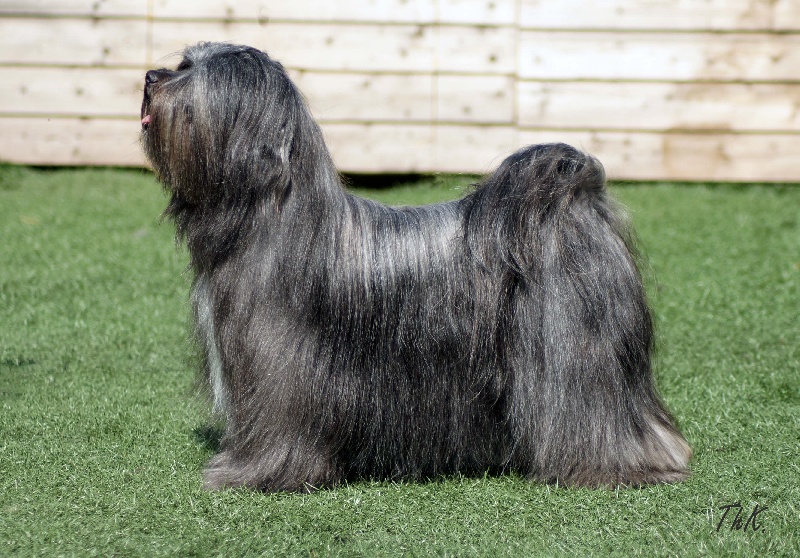 CH. Nomechan Bhagya  farouck