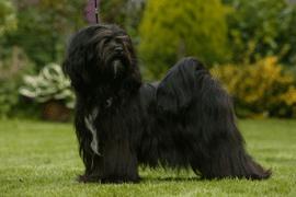 CH. wanted nice dog's Nomechan gyi-lin