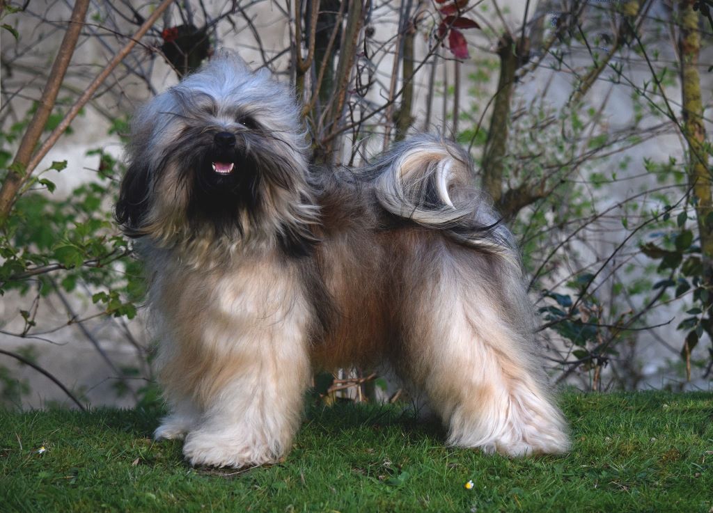 CH. Nomechan Lhin-ba lamleh