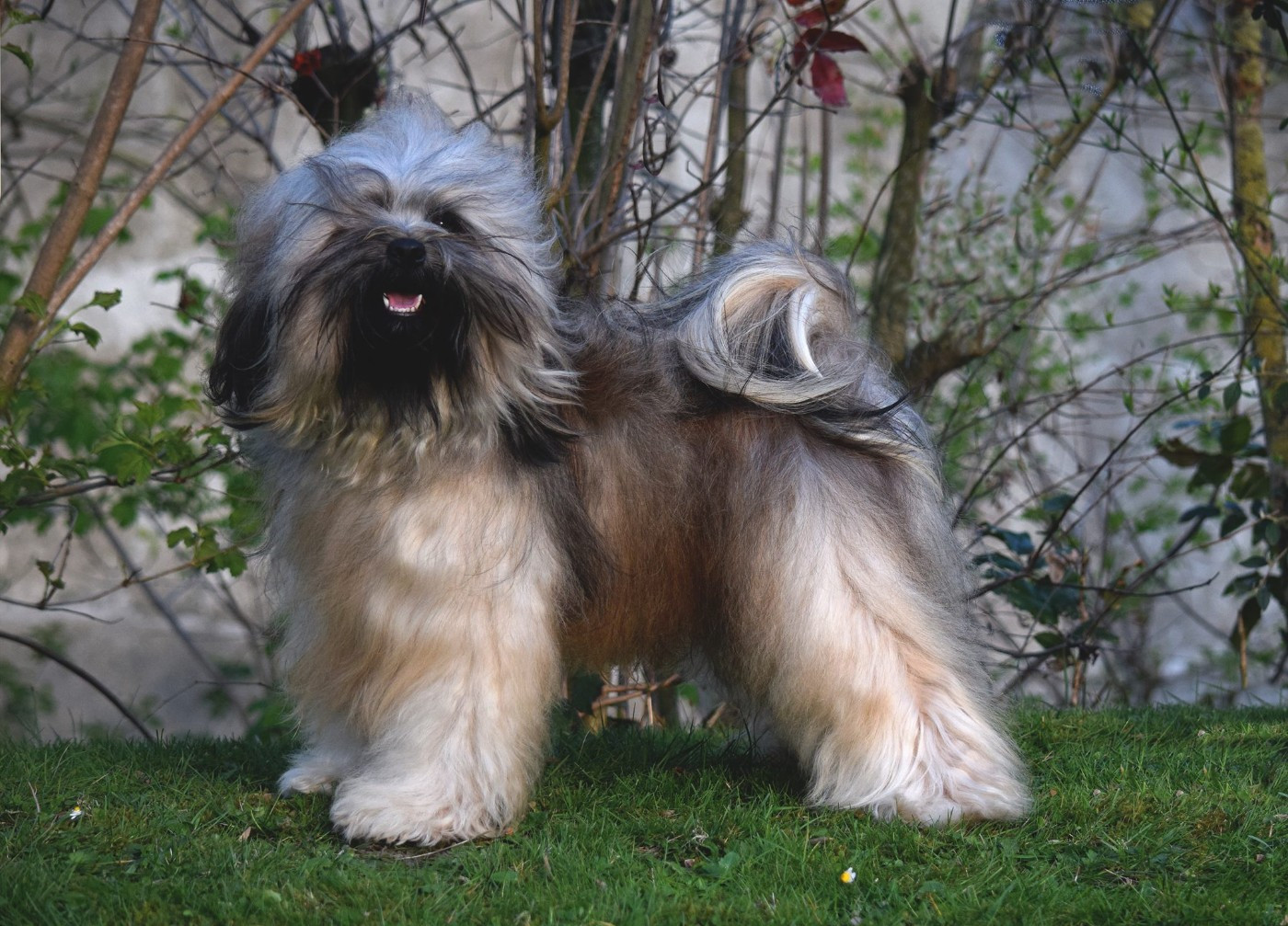 Nomechan - Chiots à la maison !