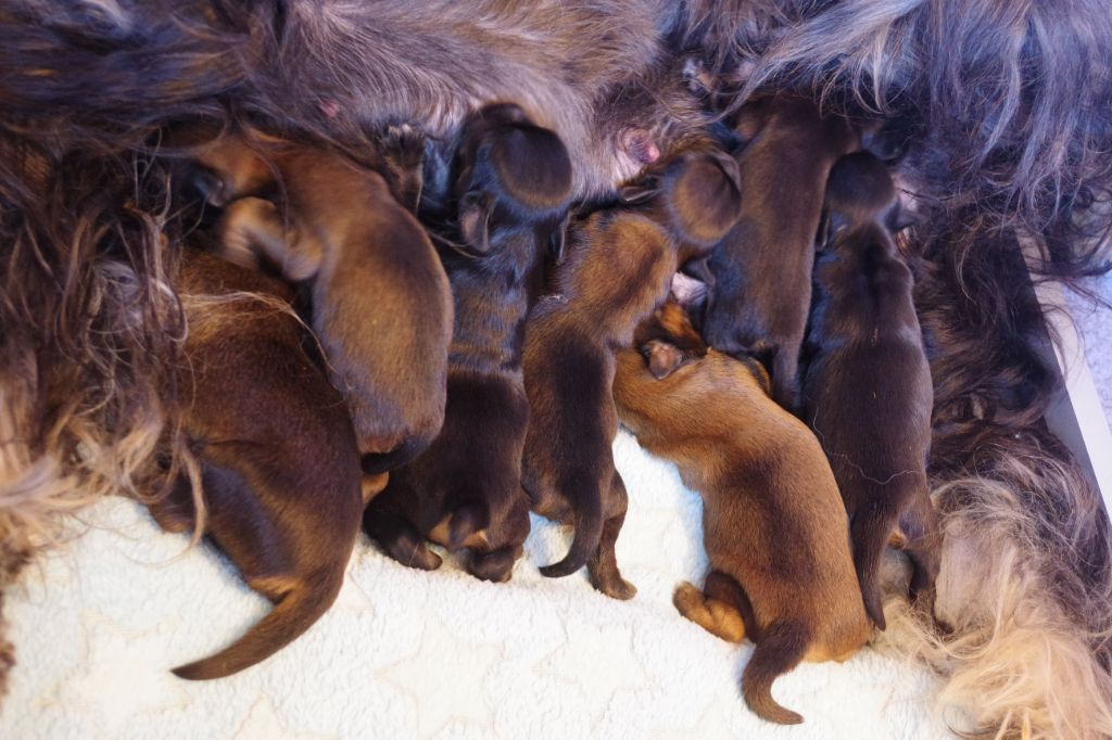 Les chiots ont 9 jours !