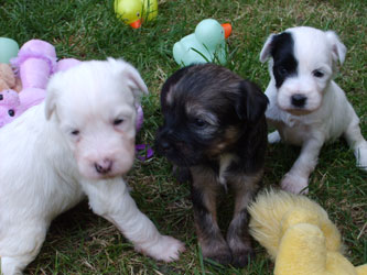 chiots