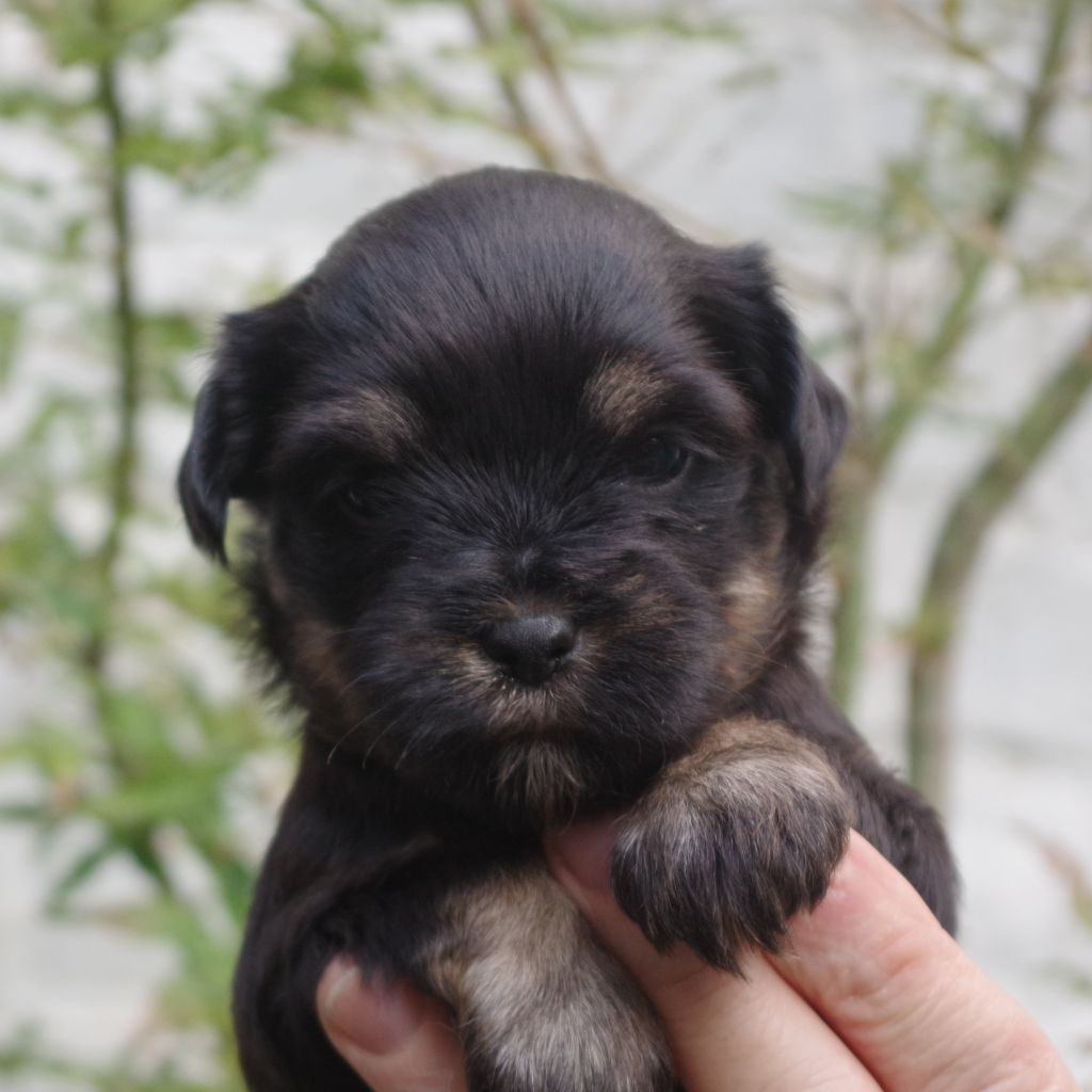 Nomechan - Chiots disponibles - Terrier Tibetain