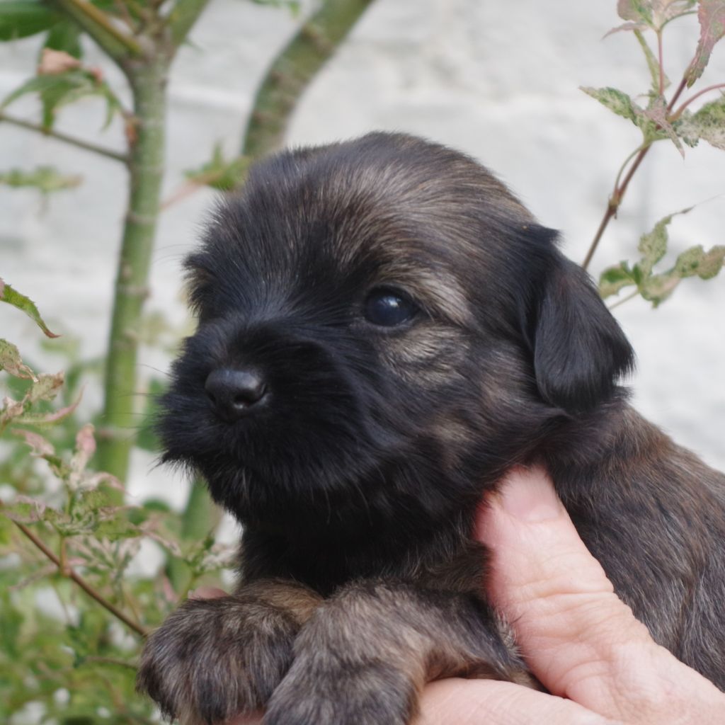 Nomechan - Chiots disponibles - Terrier Tibetain