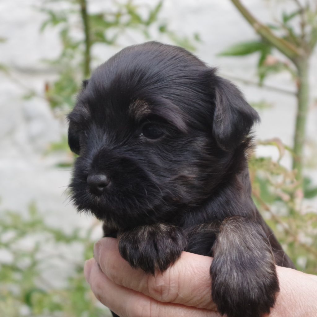 Nomechan - Chiots disponibles - Terrier Tibetain