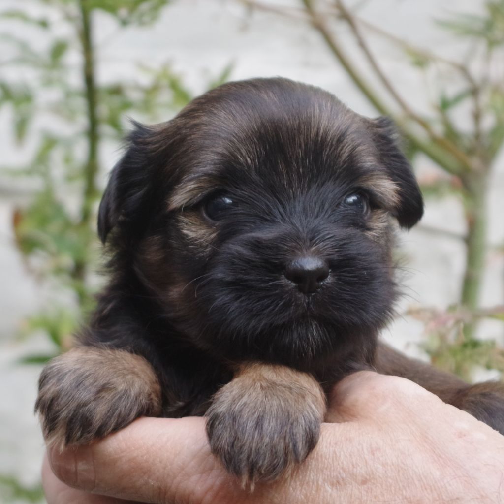 Nomechan - Chiots disponibles - Terrier Tibetain