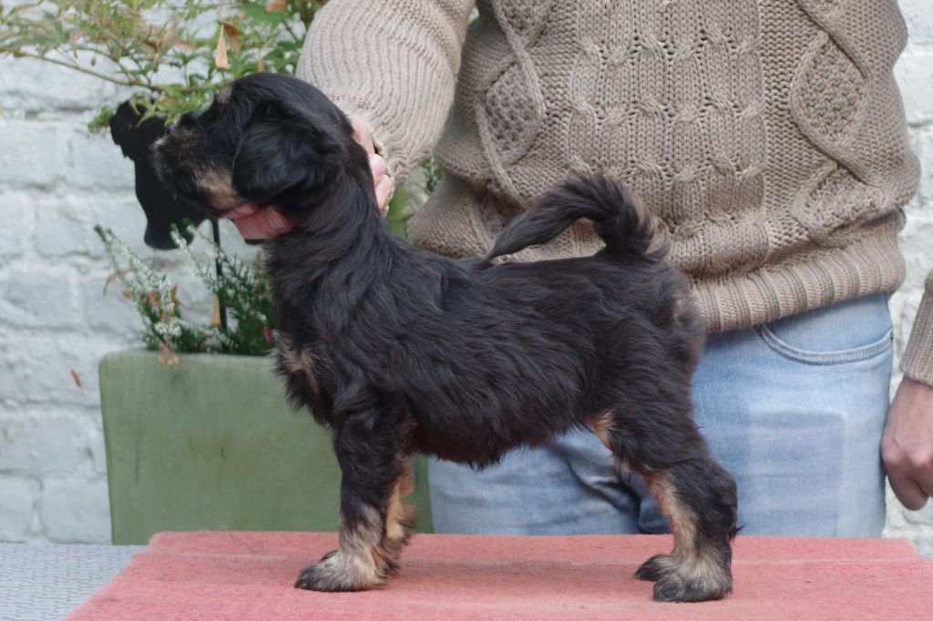 Nomechan - Chiots disponibles - Terrier Tibetain