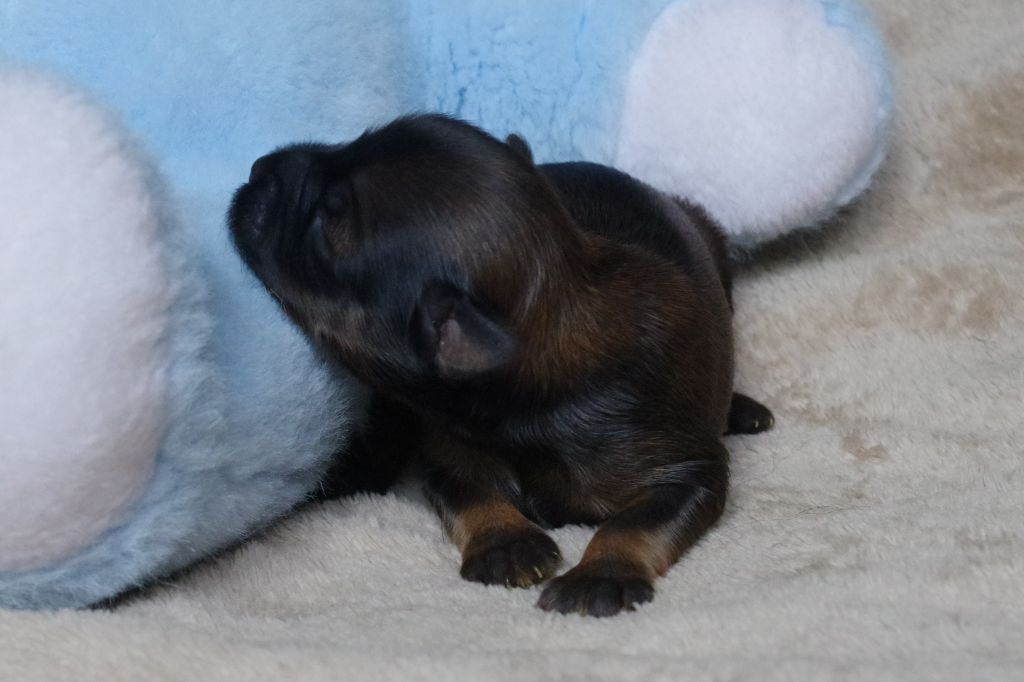 Nomechan - Chiots disponibles - Terrier Tibetain
