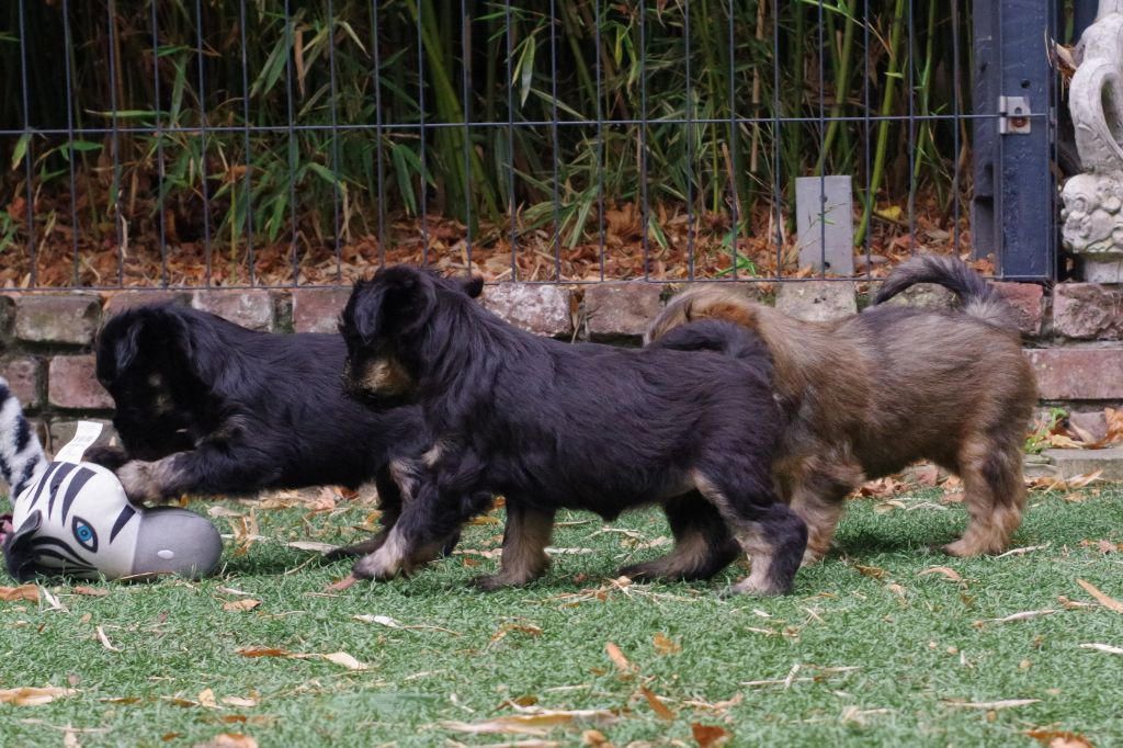 Chiot Terrier Tibetain Nomechan