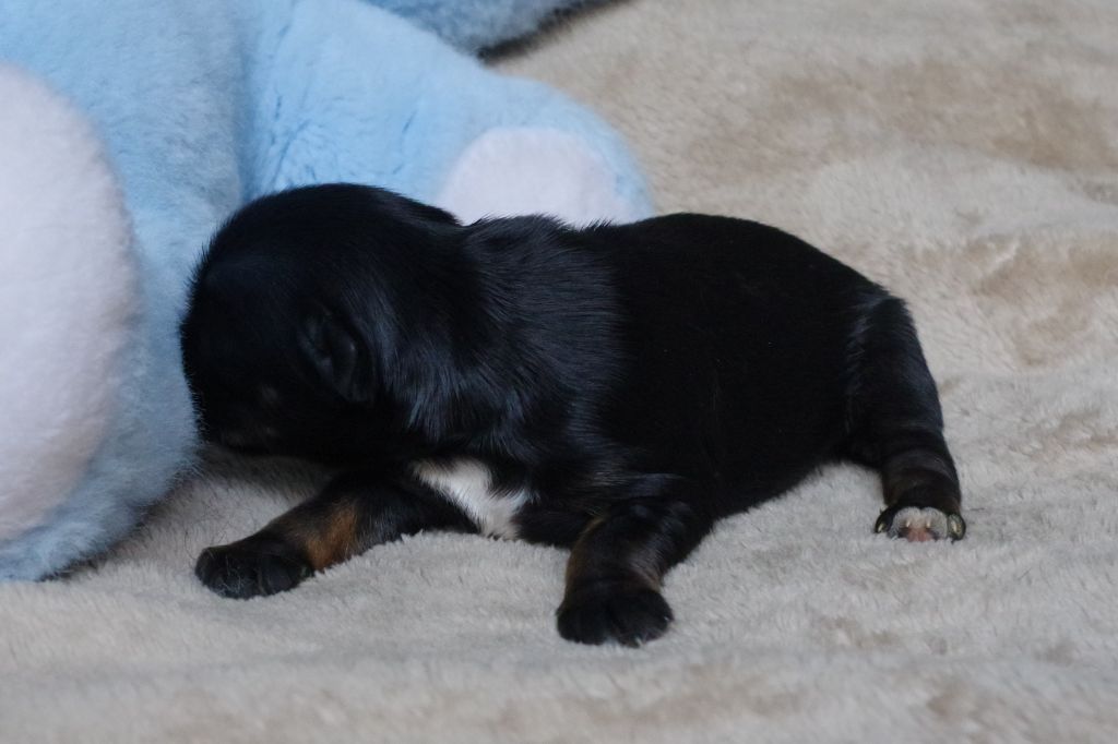 Nomechan - Chiots disponibles - Terrier Tibetain