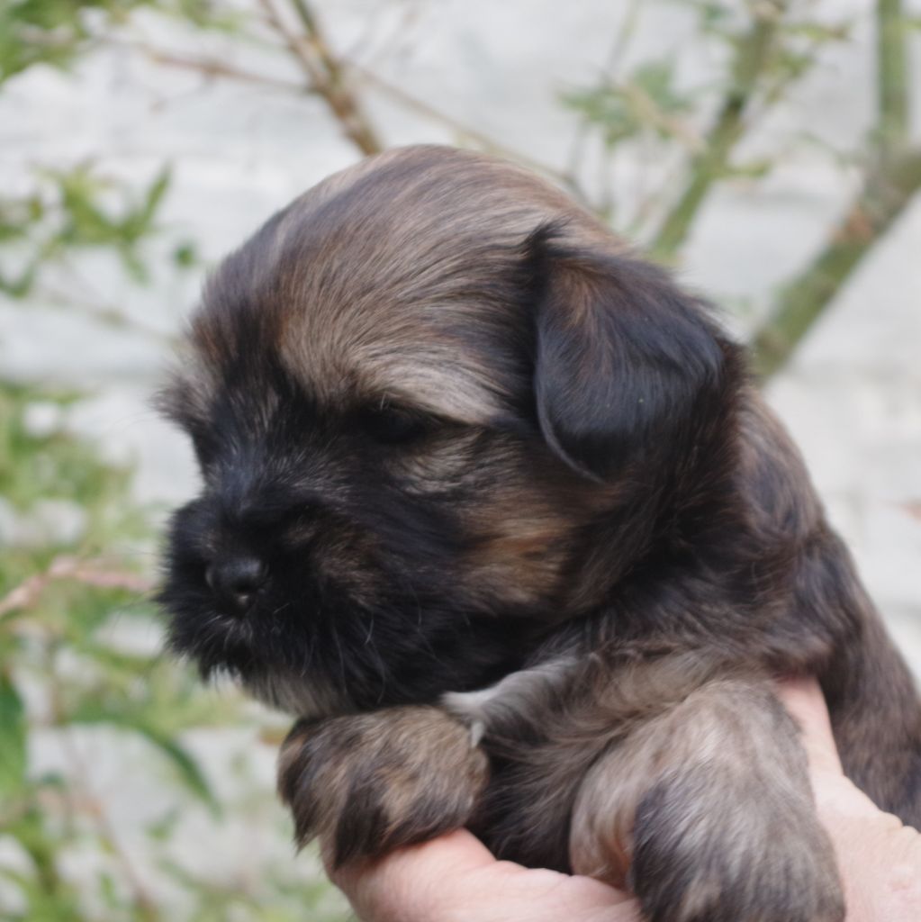 Nomechan - Chiots disponibles - Terrier Tibetain