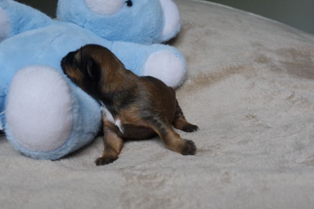 Nomechan - Chiots disponibles - Terrier Tibetain