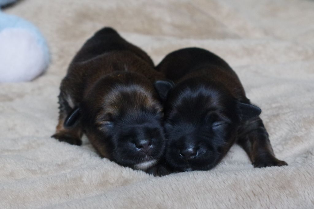Nomechan - Chiots disponibles - Terrier Tibetain
