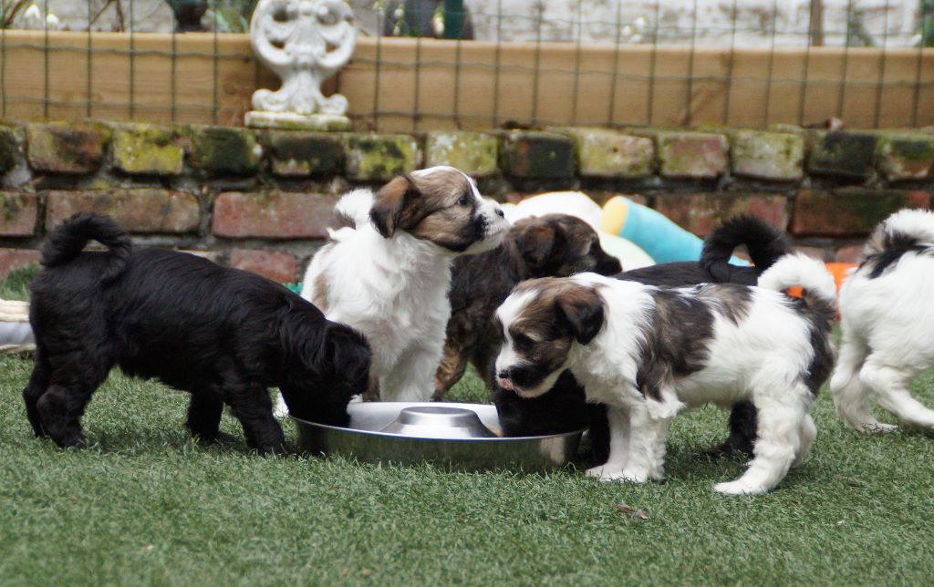 Chiot Terrier Tibetain Nomechan