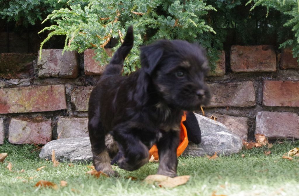 Nomechan - Chiots disponibles - Terrier Tibetain