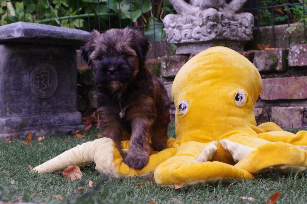 Nomechan - Chiots disponibles - Terrier Tibetain