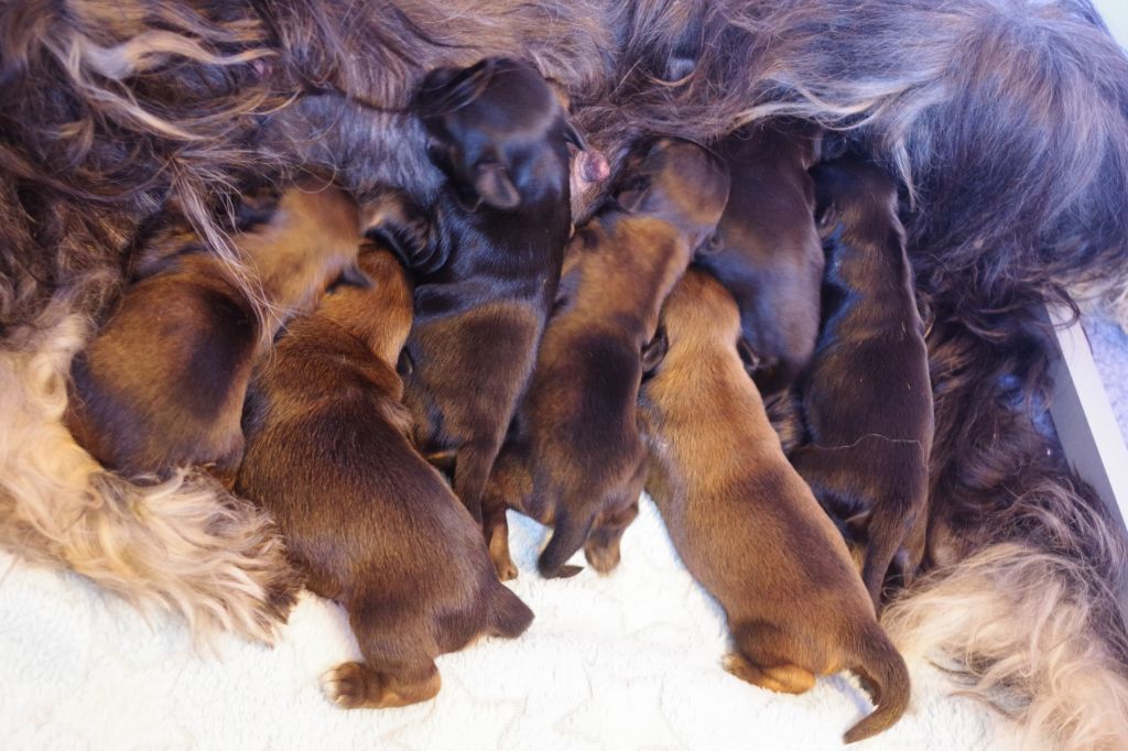 Chiot Terrier Tibetain Nomechan