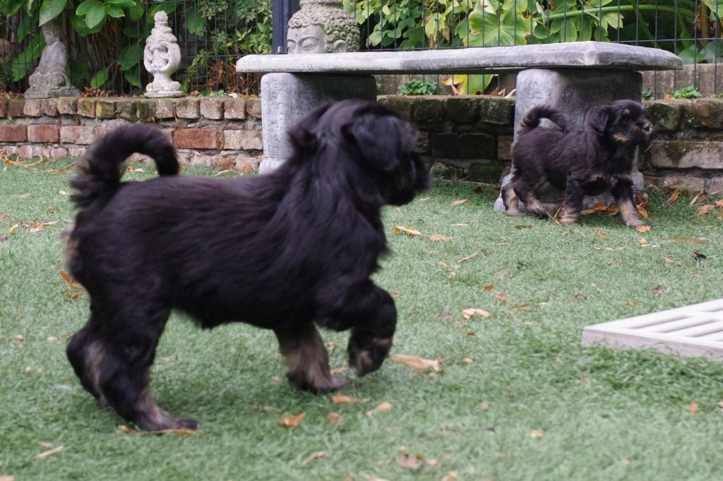 Nomechan - Chiots disponibles - Terrier Tibetain