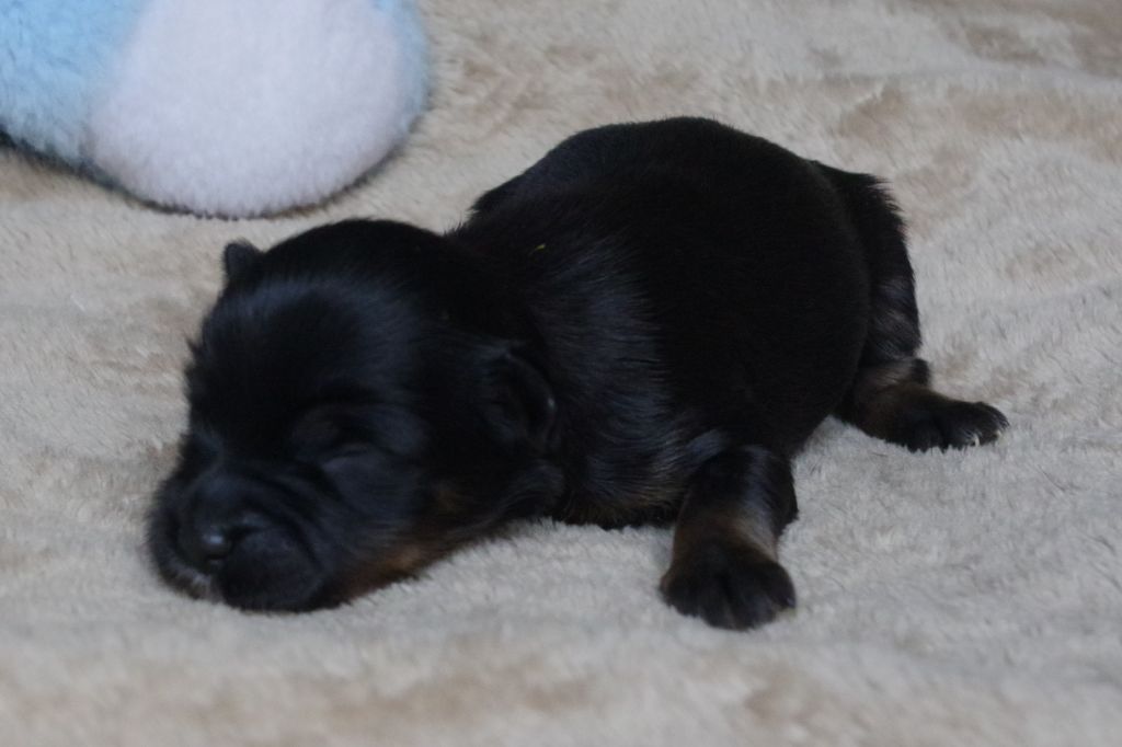 Nomechan - Chiots disponibles - Terrier Tibetain