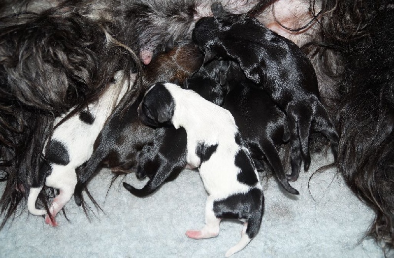 Chiot Terrier Tibetain Nomechan