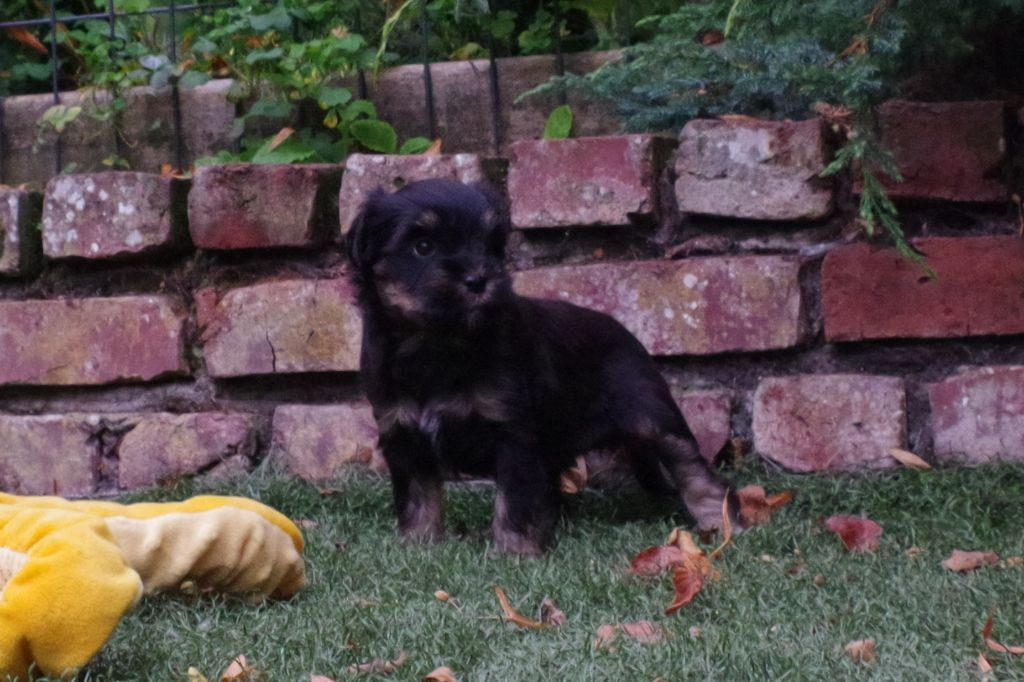 Nomechan - Chiots disponibles - Terrier Tibetain