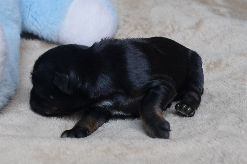 Nomechan - Chiots disponibles - Terrier Tibetain