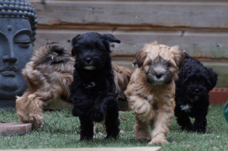 Nomechan - Terrier Tibetain - Portée née le 01/01/2016